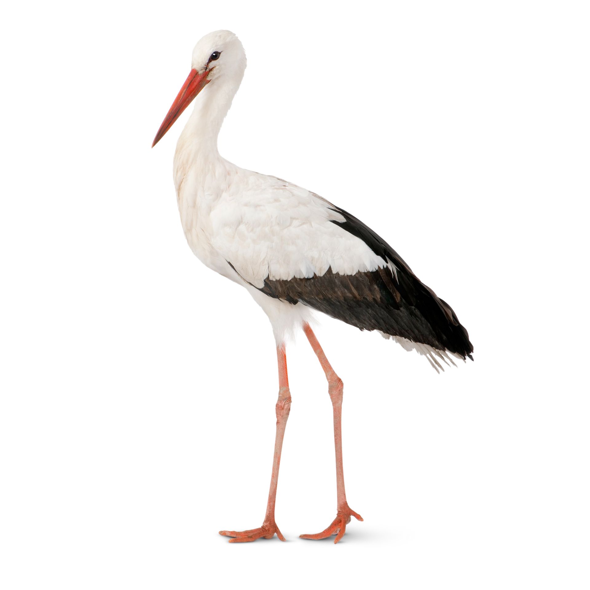 Detail Stork Bird Images Nomer 4