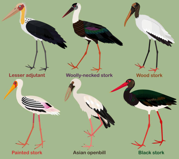 Detail Stork Bird Images Nomer 5