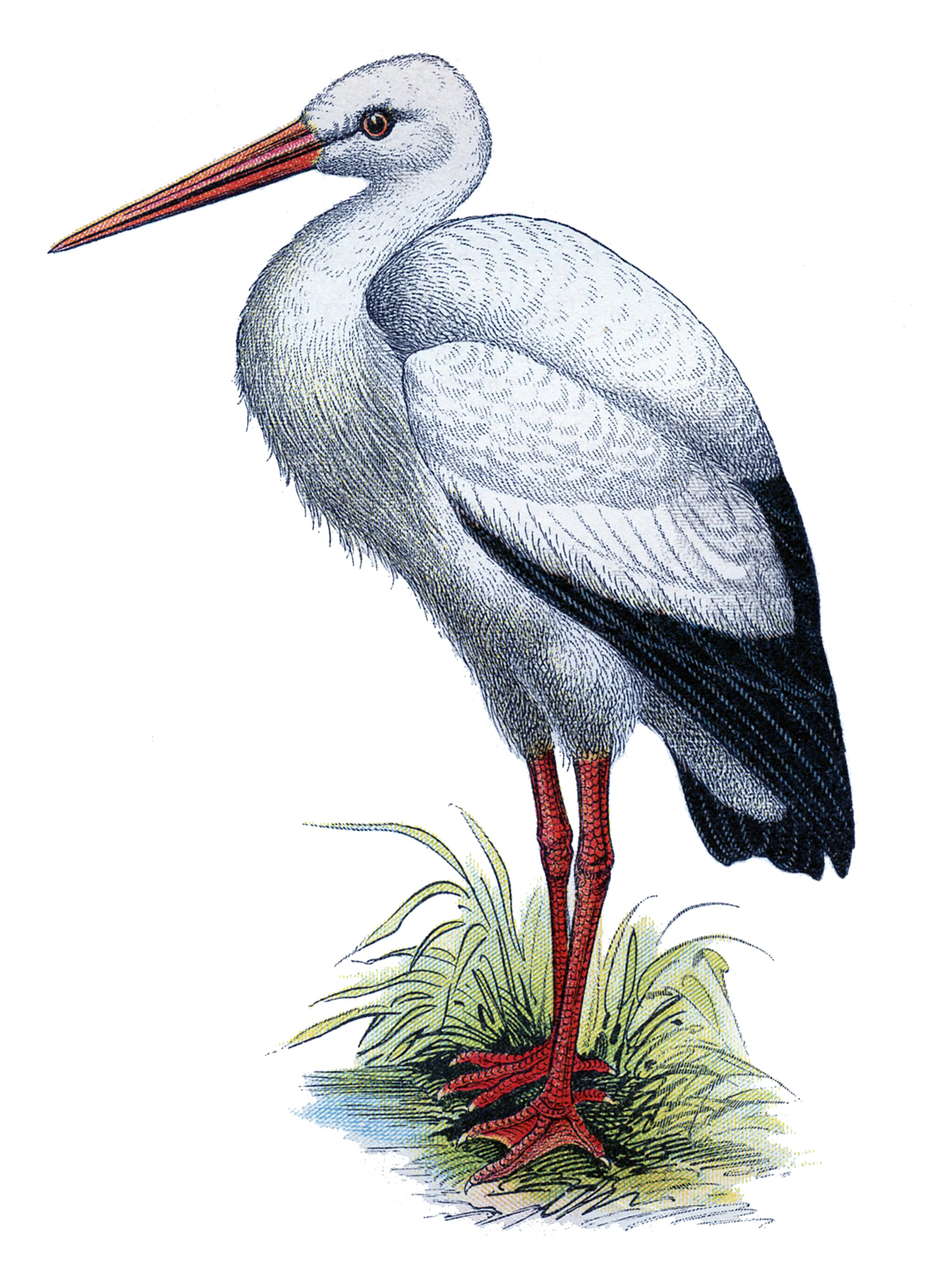 Detail Stork Graphics Nomer 9
