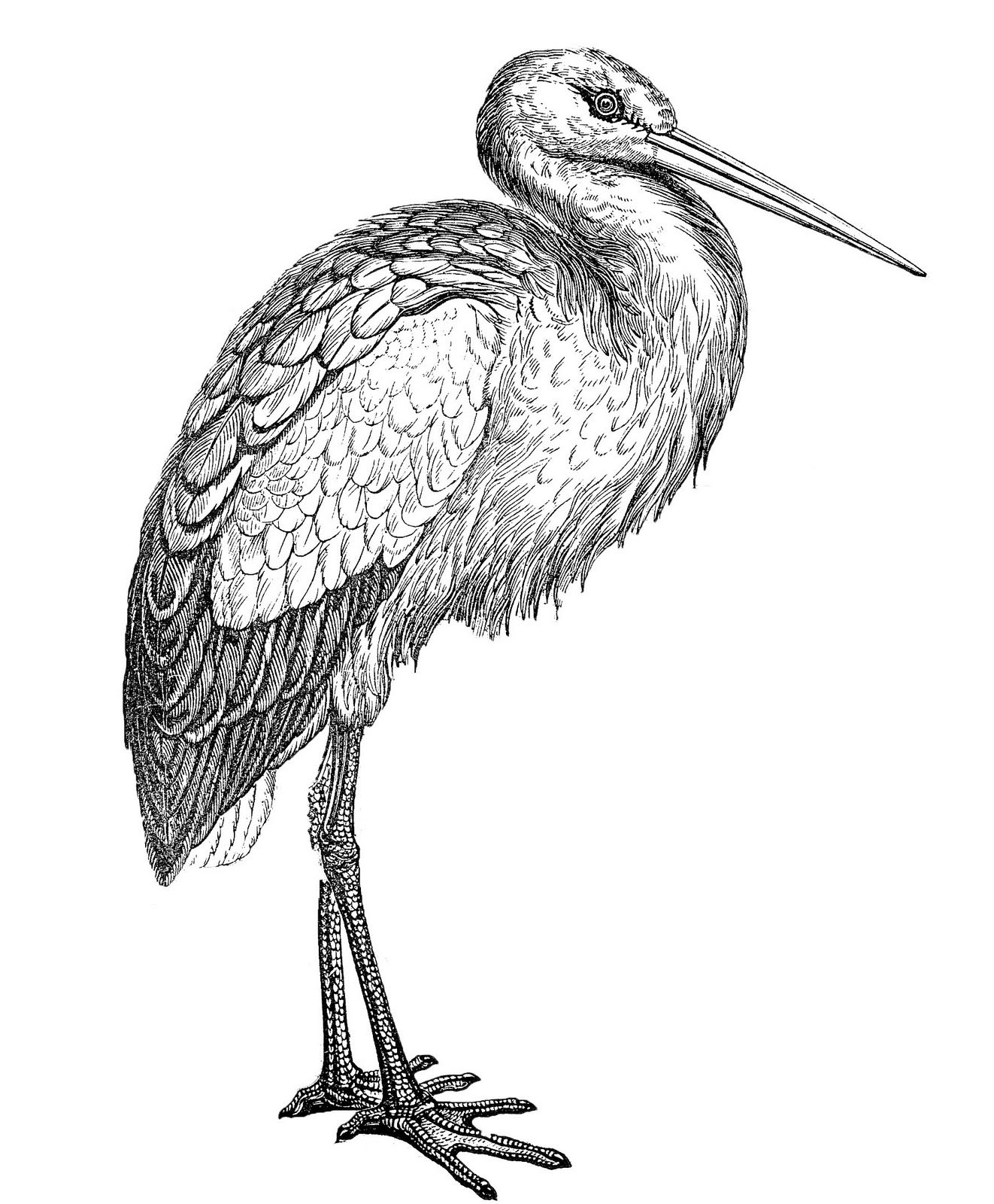 Detail Stork Graphics Nomer 25