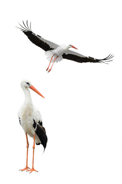 Detail Stork Graphics Nomer 26