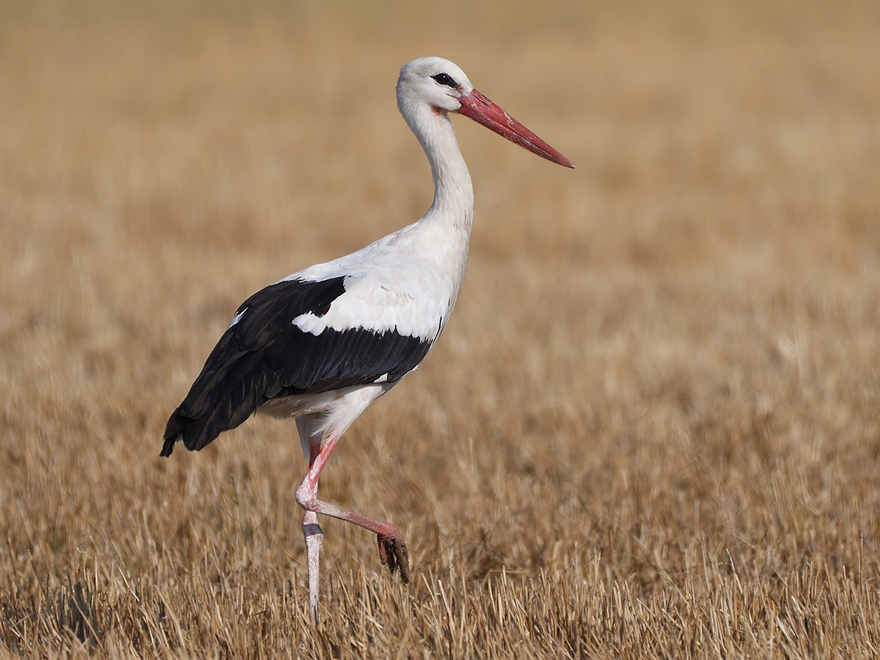 Stork Images - KibrisPDR