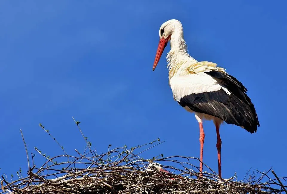 Detail Stork Pics Nomer 39