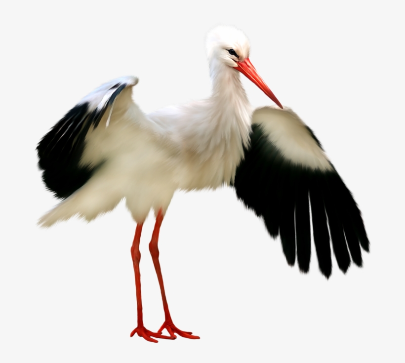 Stork Png - KibrisPDR