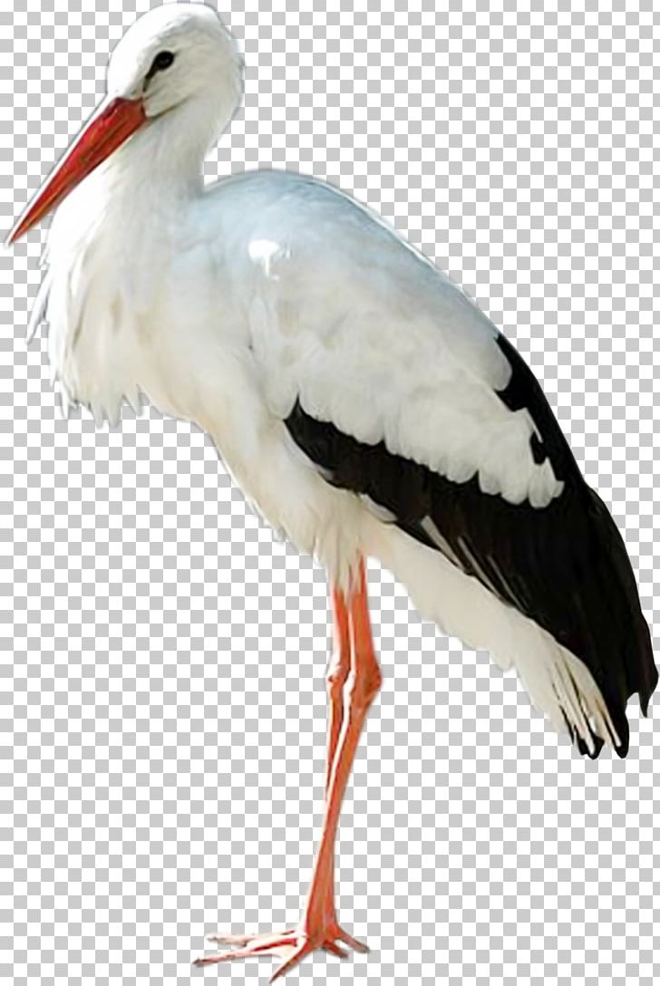 Detail Stork Png Nomer 11