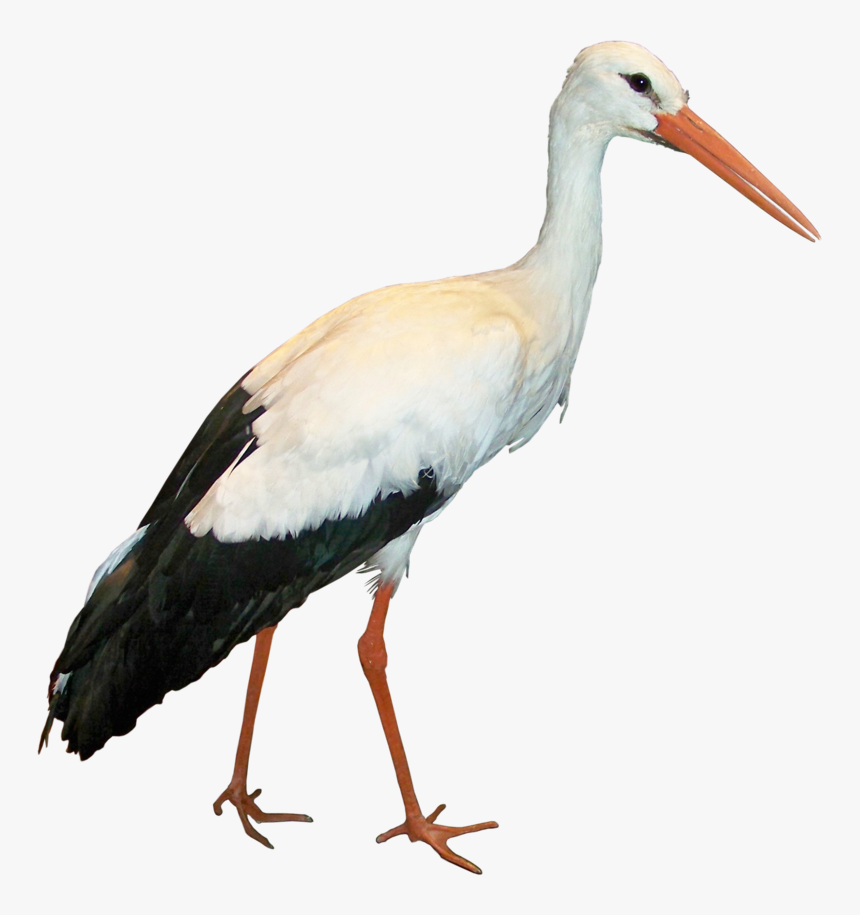 Detail Stork Png Nomer 3