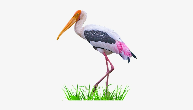 Detail Stork Png Nomer 41