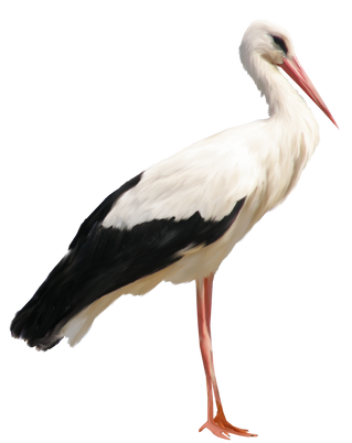 Detail Stork Png Nomer 7