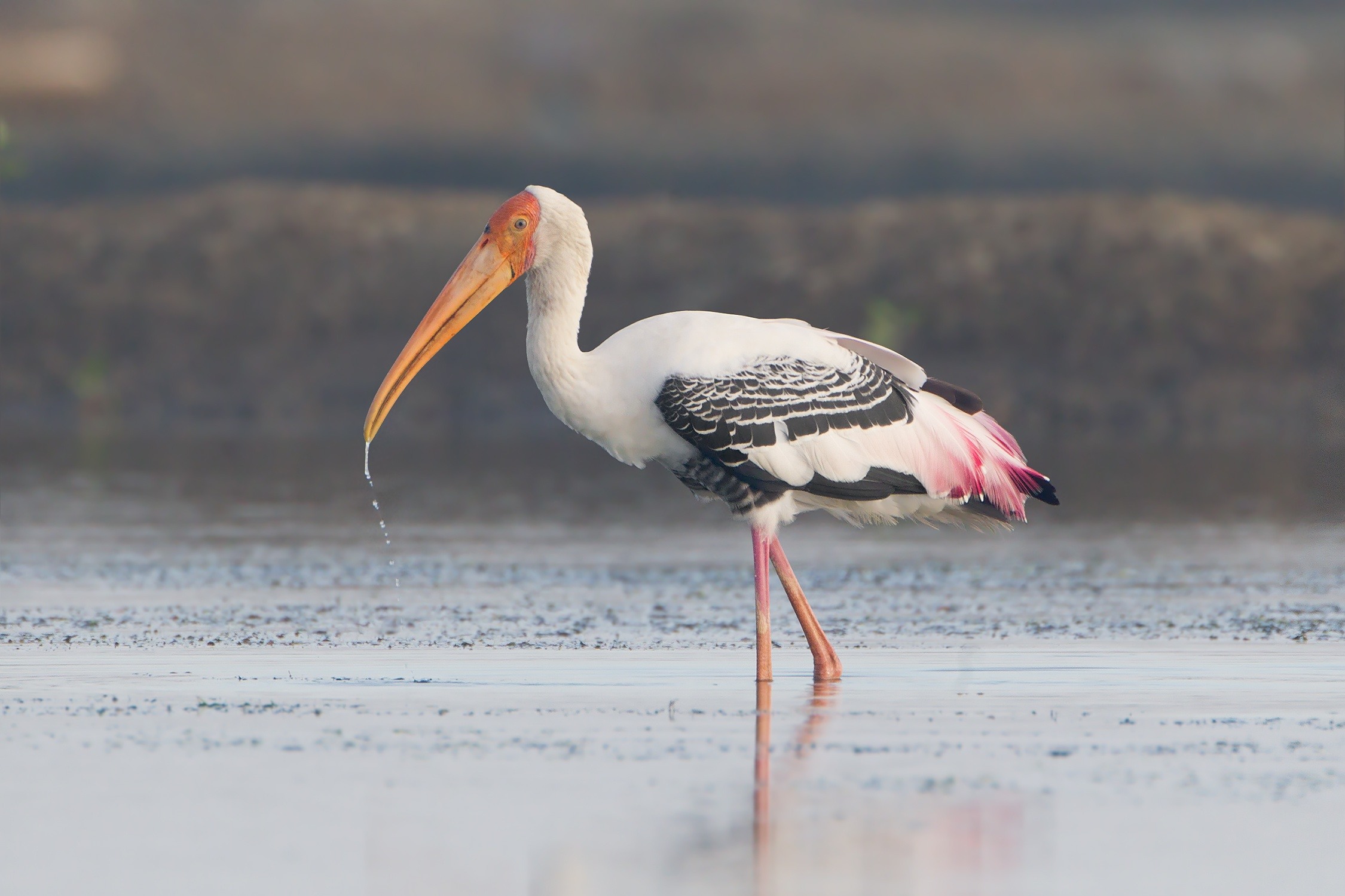 Stork Vs Pelican Vs Crane - KibrisPDR