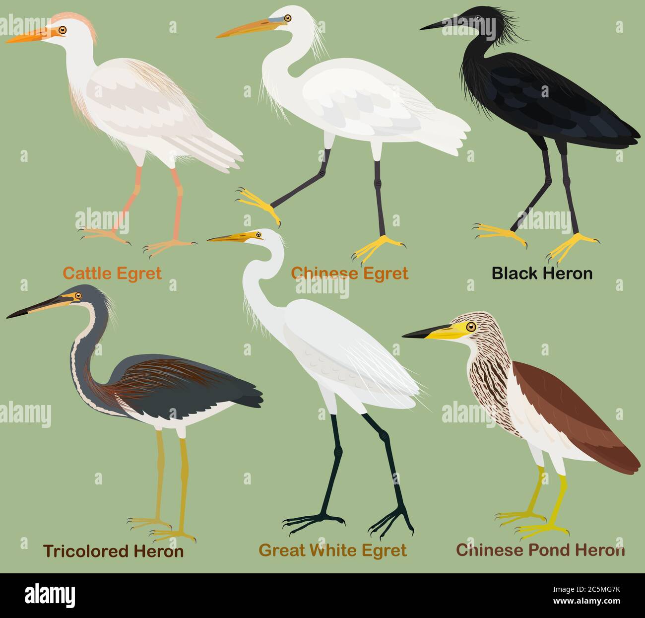 Detail Stork Vs Pelican Vs Crane Nomer 12