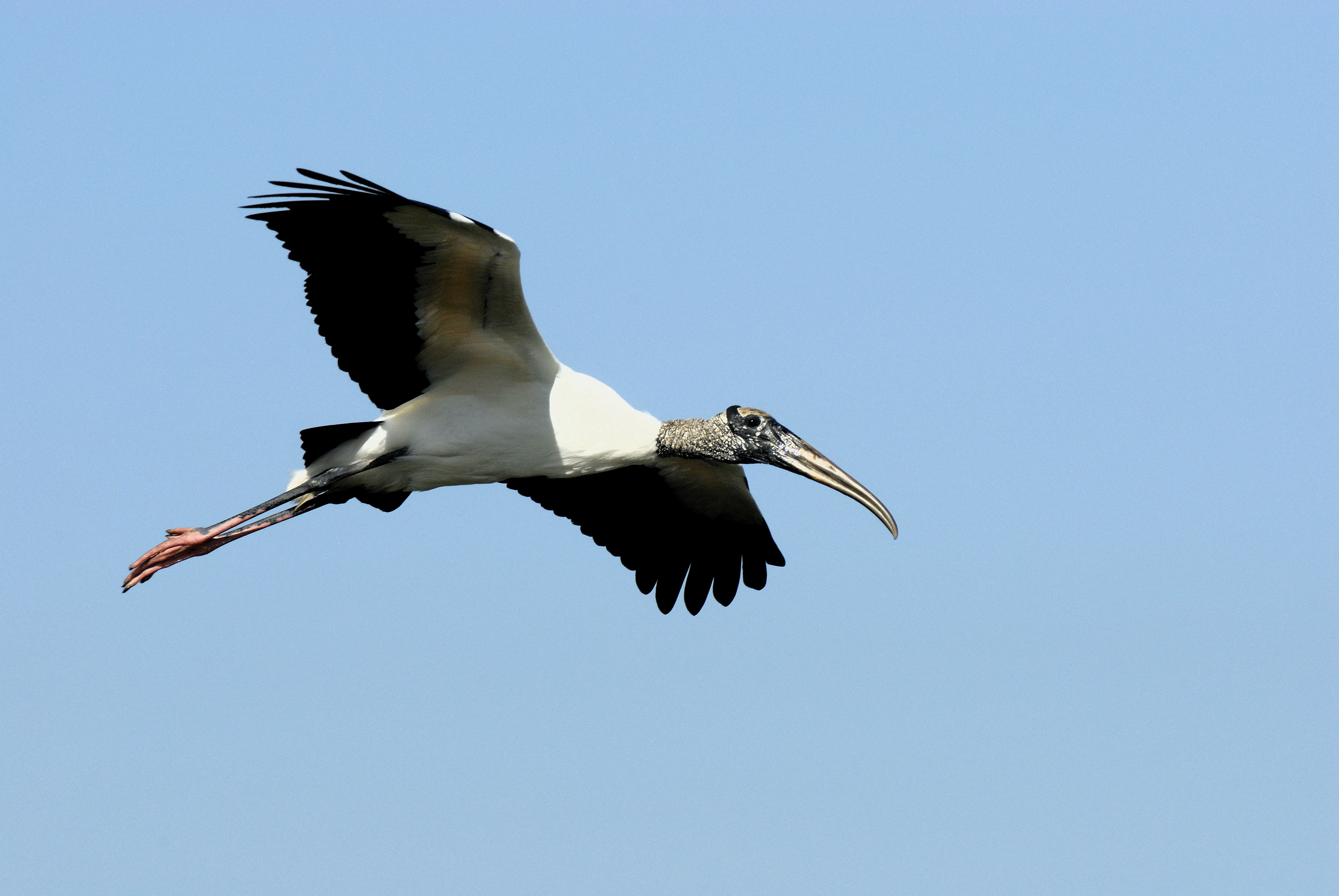 Detail Stork Vs Pelican Vs Crane Nomer 14