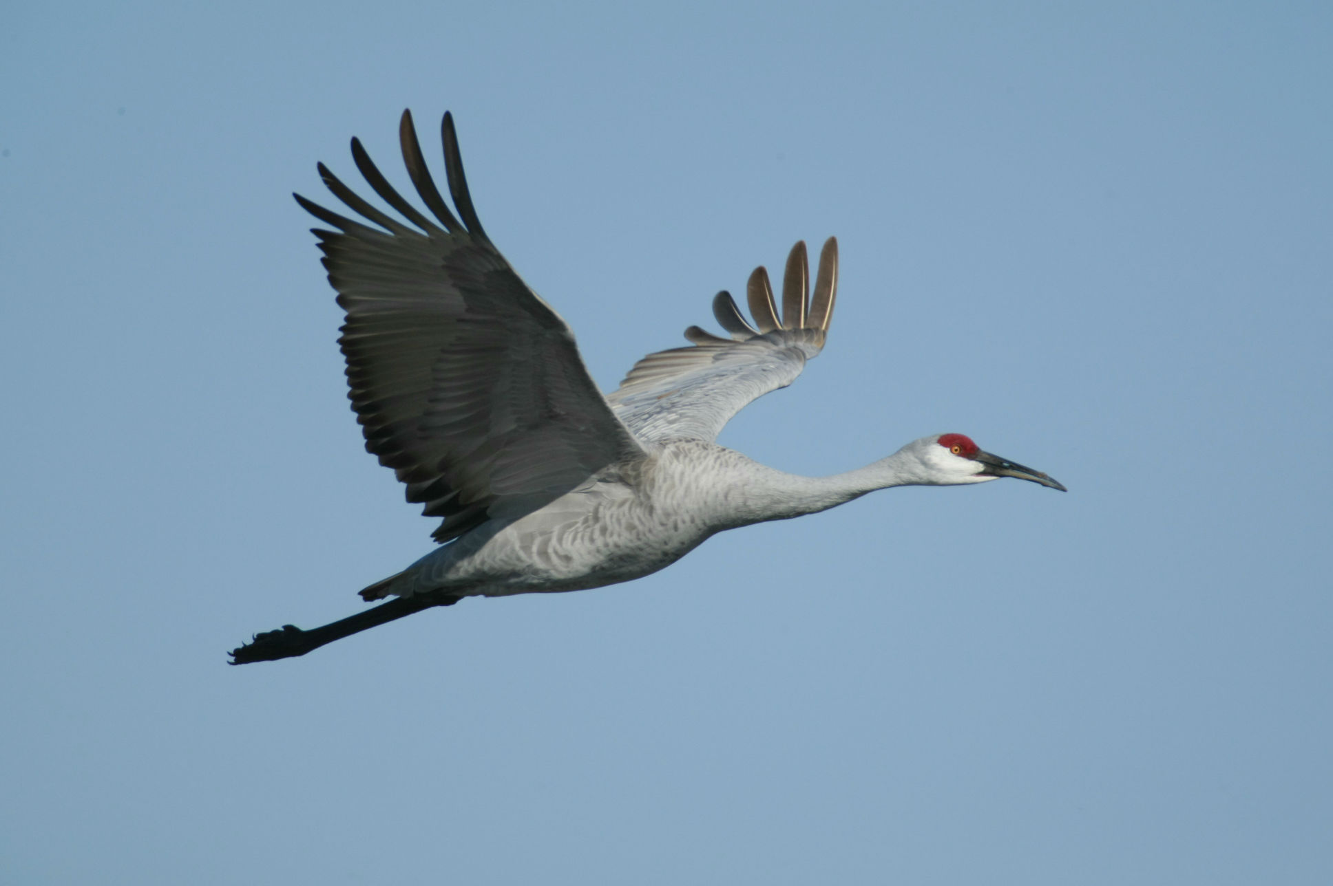 Detail Stork Vs Pelican Vs Crane Nomer 17