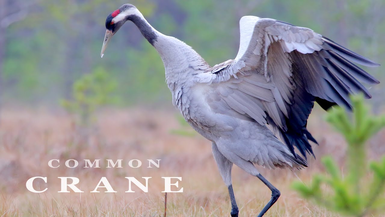 Detail Stork Vs Pelican Vs Crane Nomer 19