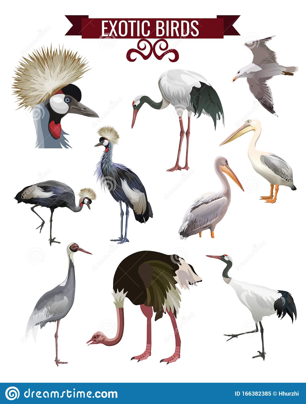 Detail Stork Vs Pelican Vs Crane Nomer 22