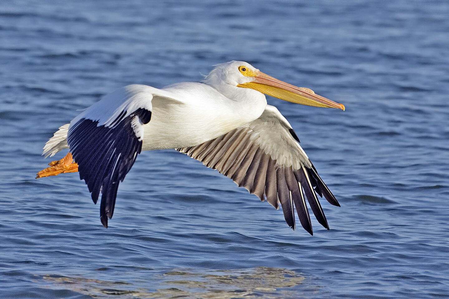 Detail Stork Vs Pelican Vs Crane Nomer 28
