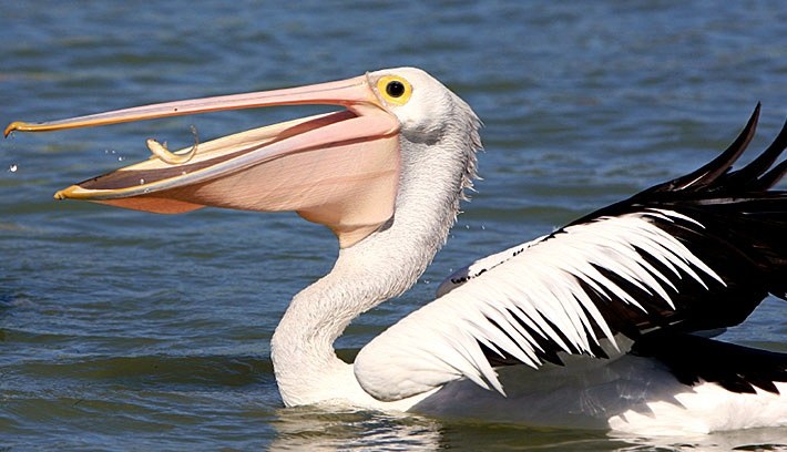 Detail Stork Vs Pelican Vs Crane Nomer 4