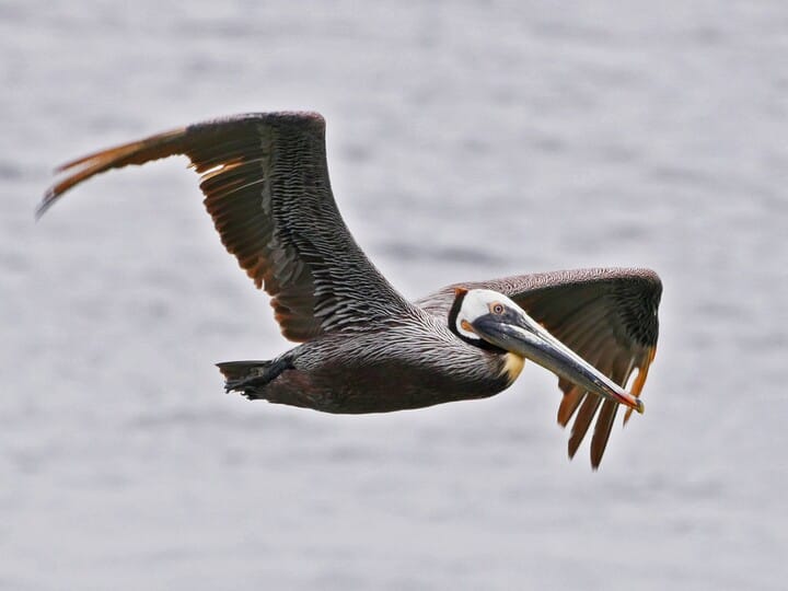Detail Stork Vs Pelican Vs Crane Nomer 36