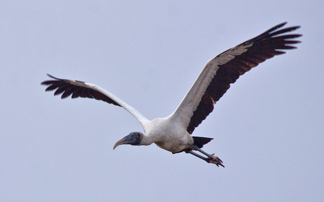 Detail Stork Vs Pelican Vs Crane Nomer 37