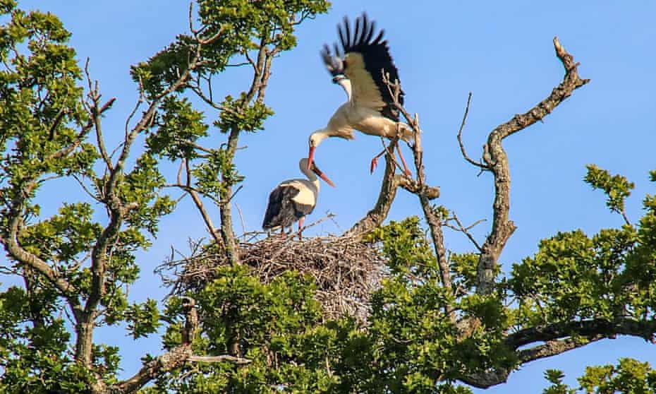 Detail Storks Birds Images Nomer 40