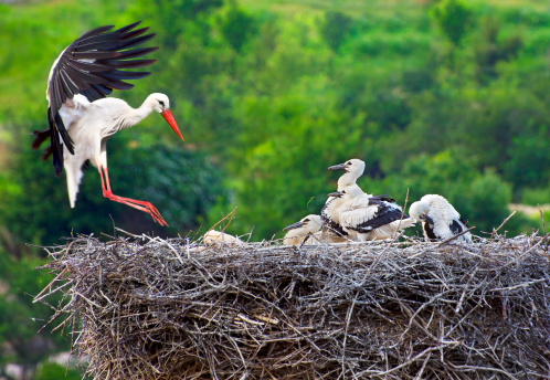 Detail Storks Download Nomer 12