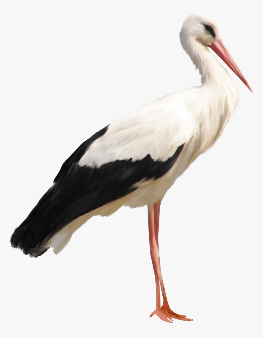 Detail Storks Free Nomer 2