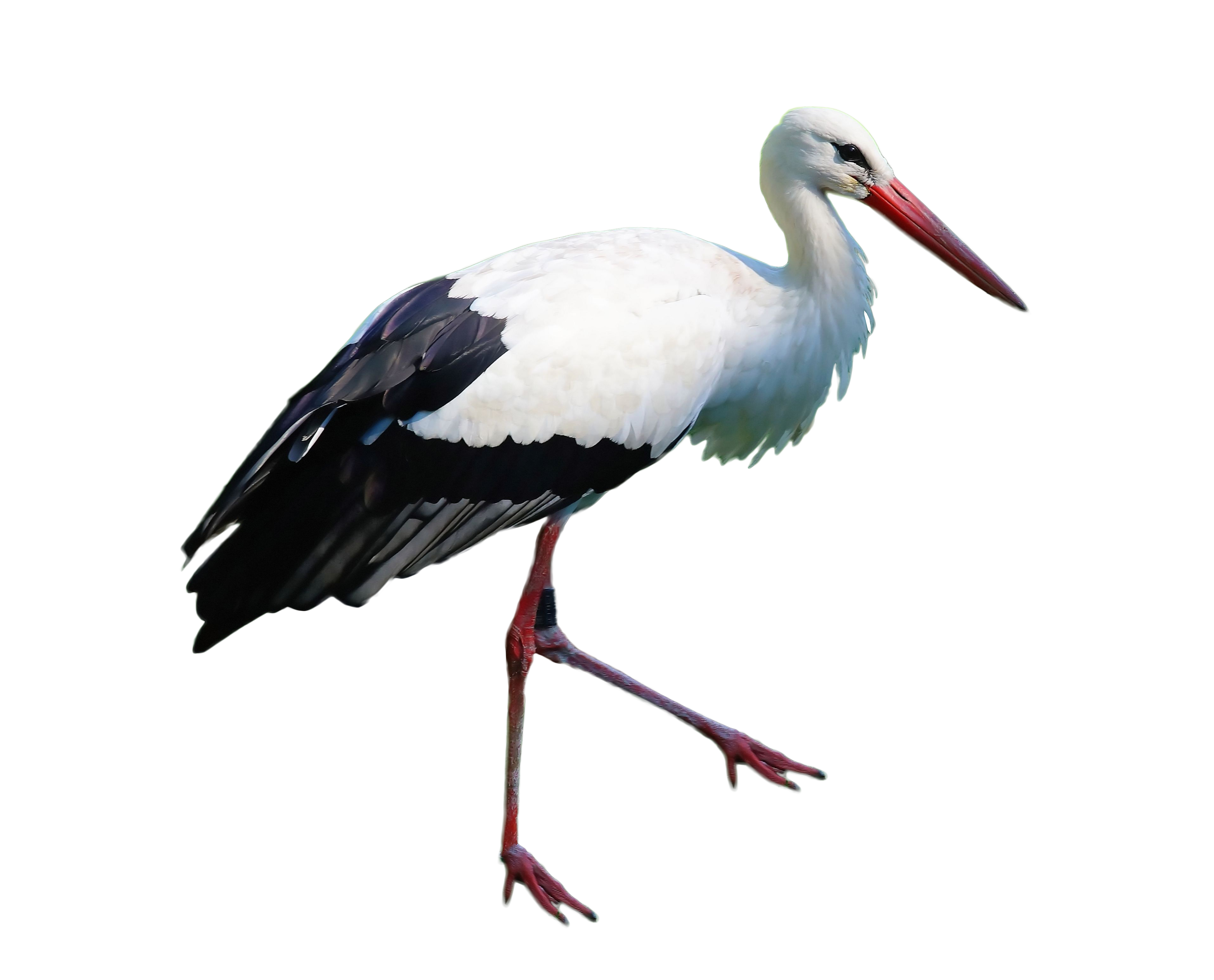 Detail Storks Free Nomer 10