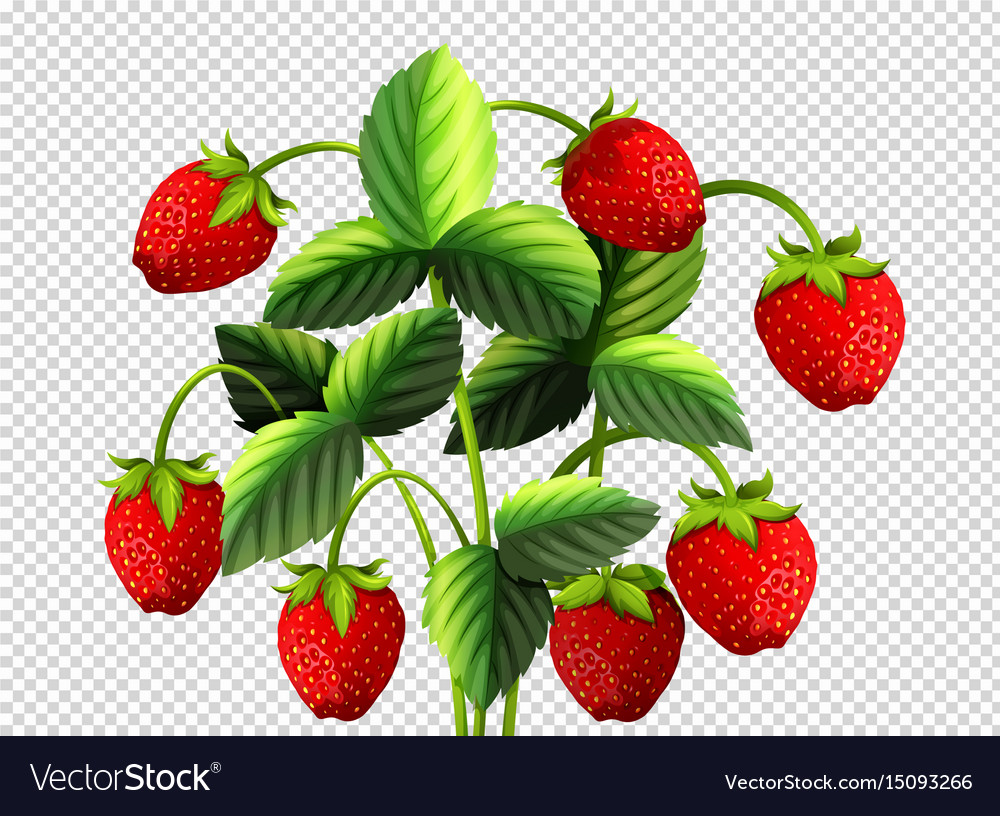 Detail Strawberries Transparent Background Nomer 21