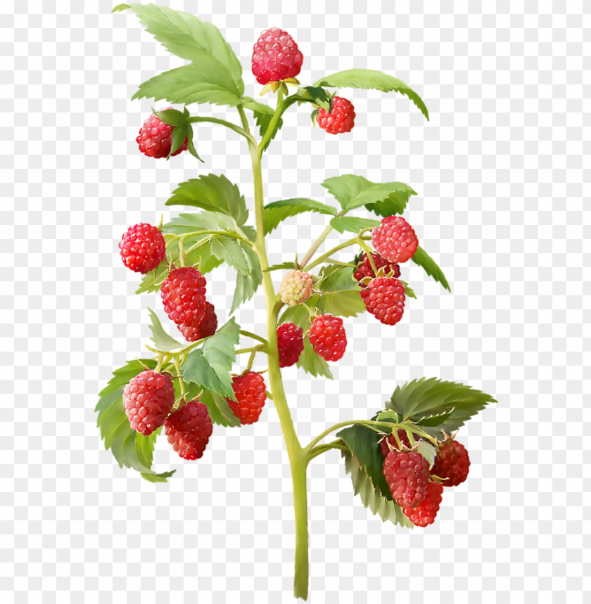 Detail Strawberries Transparent Background Nomer 38