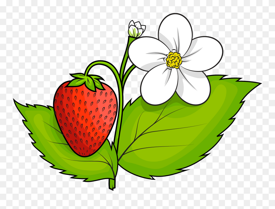 Detail Strawberry Clipart Free Nomer 46