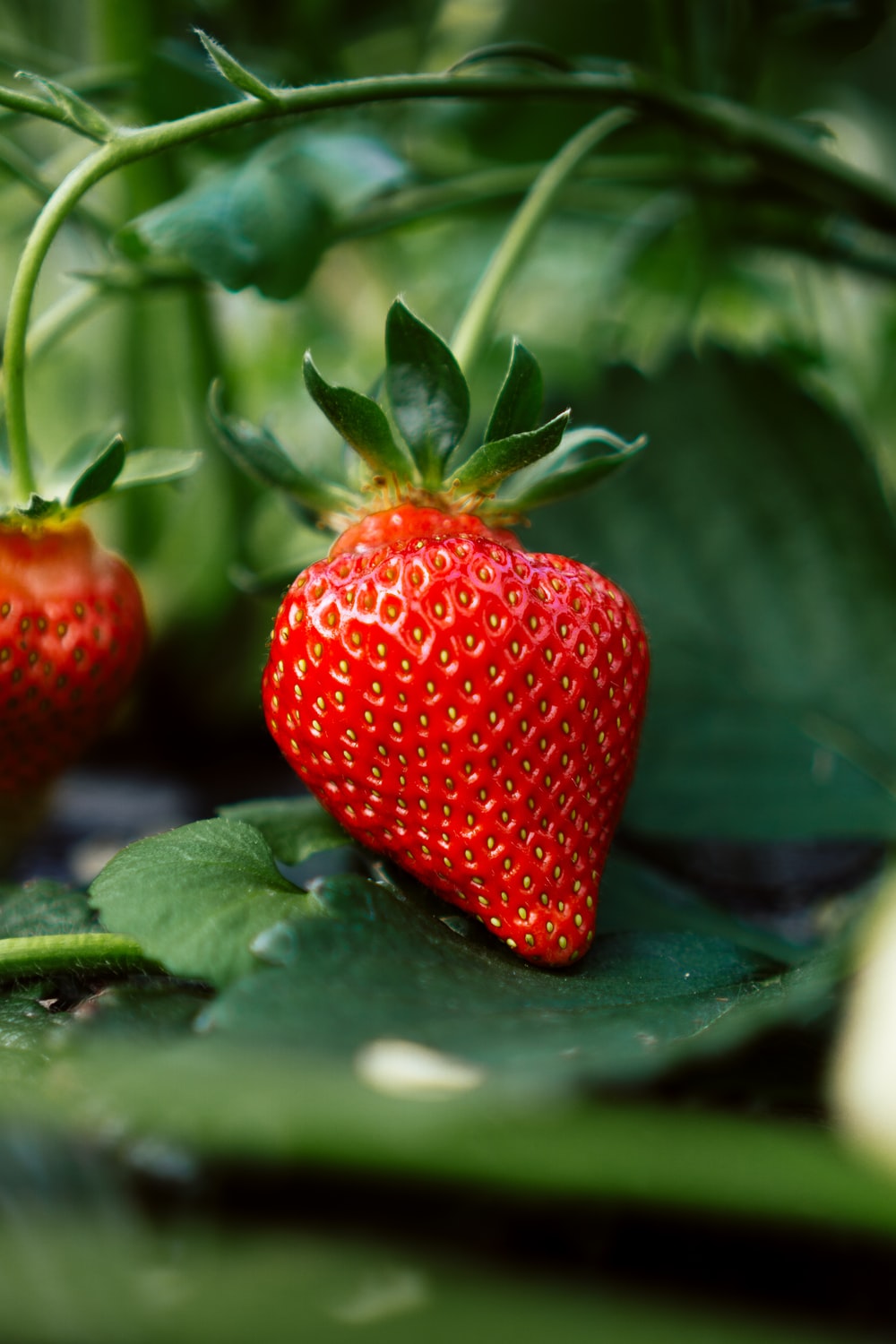 Detail Strawberry Image Nomer 17