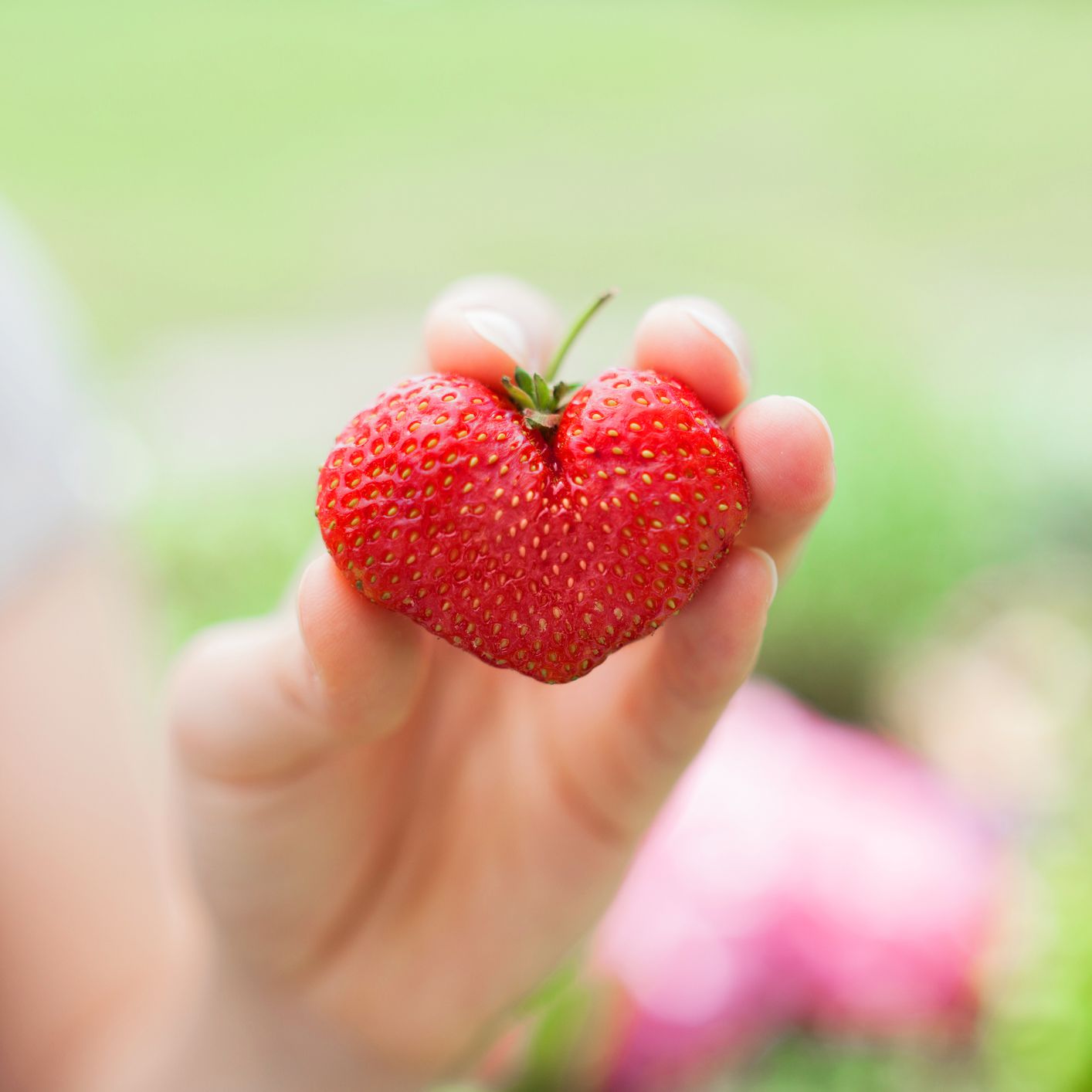 Detail Strawberry Image Nomer 29