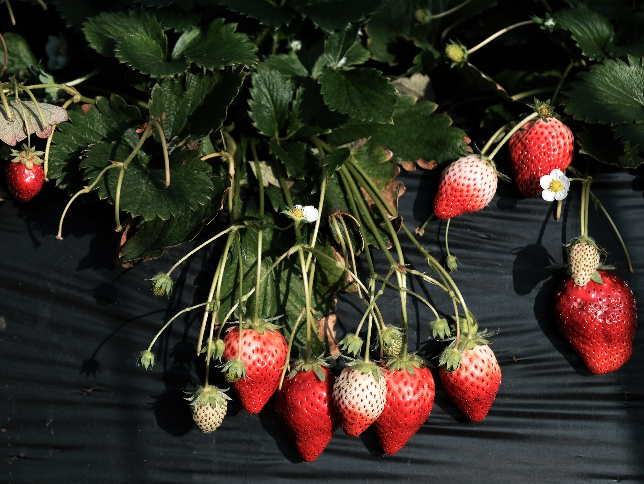 Detail Strawberry Image Nomer 33