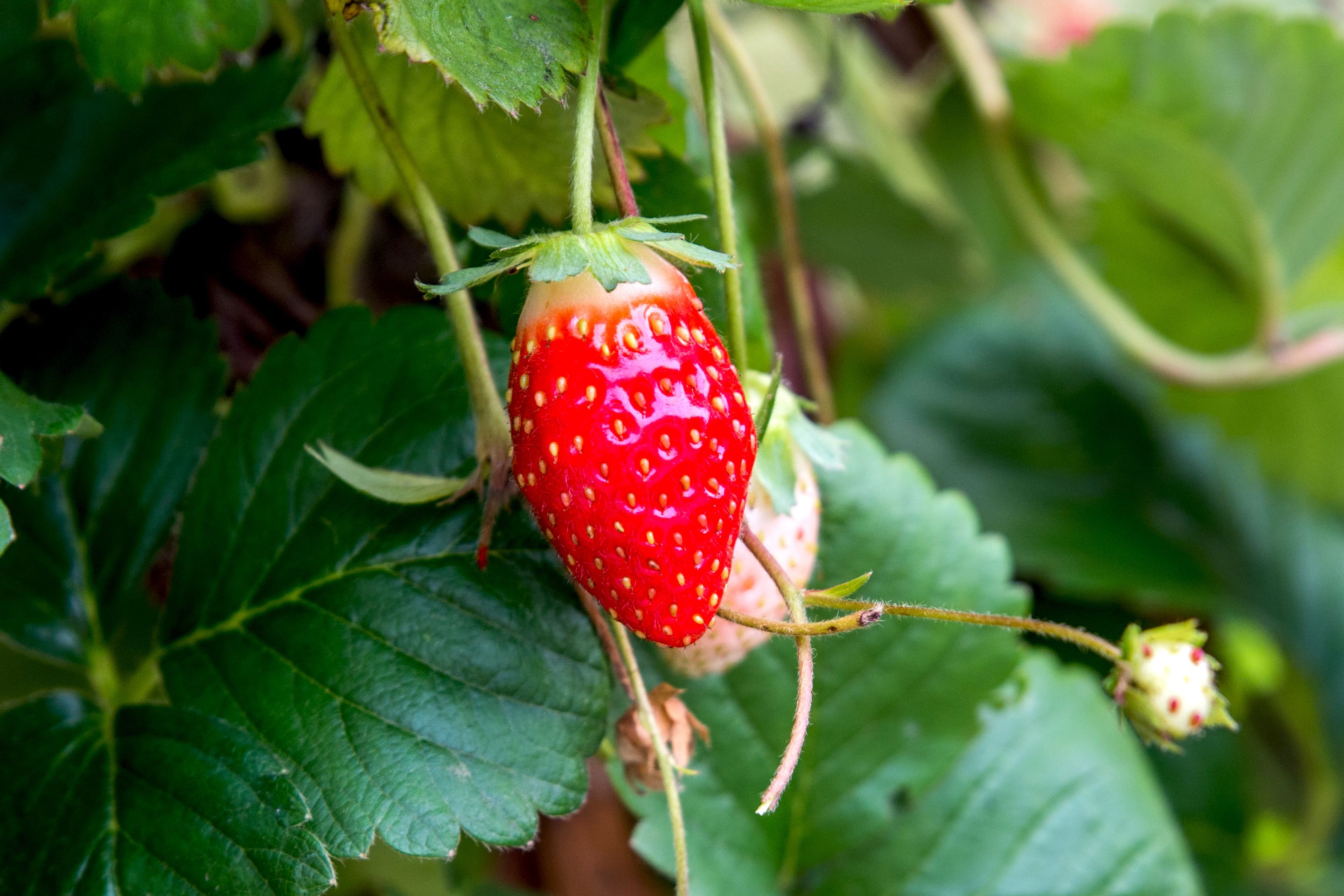 Detail Strawberry Image Nomer 36