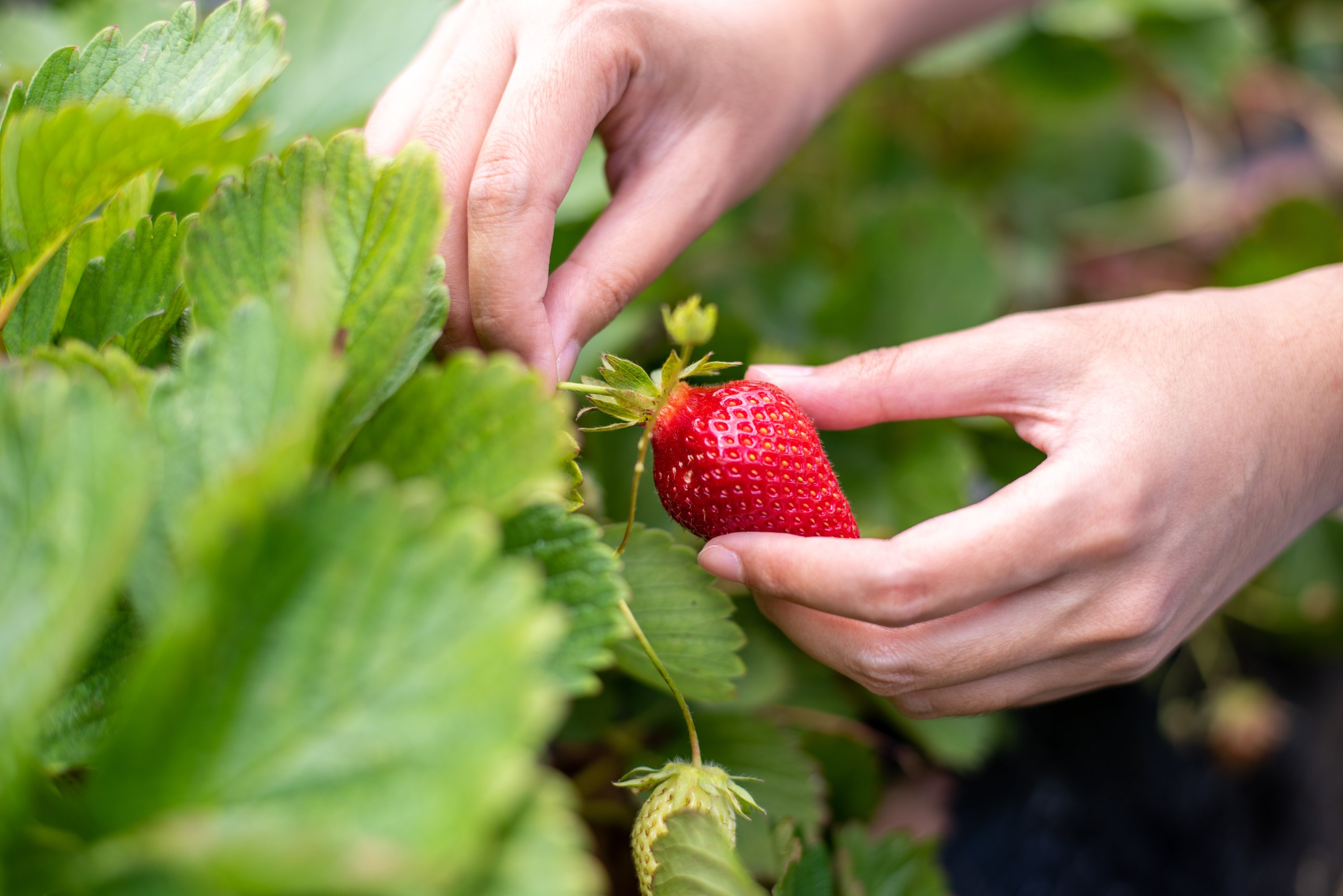 Detail Strawberry Image Nomer 37