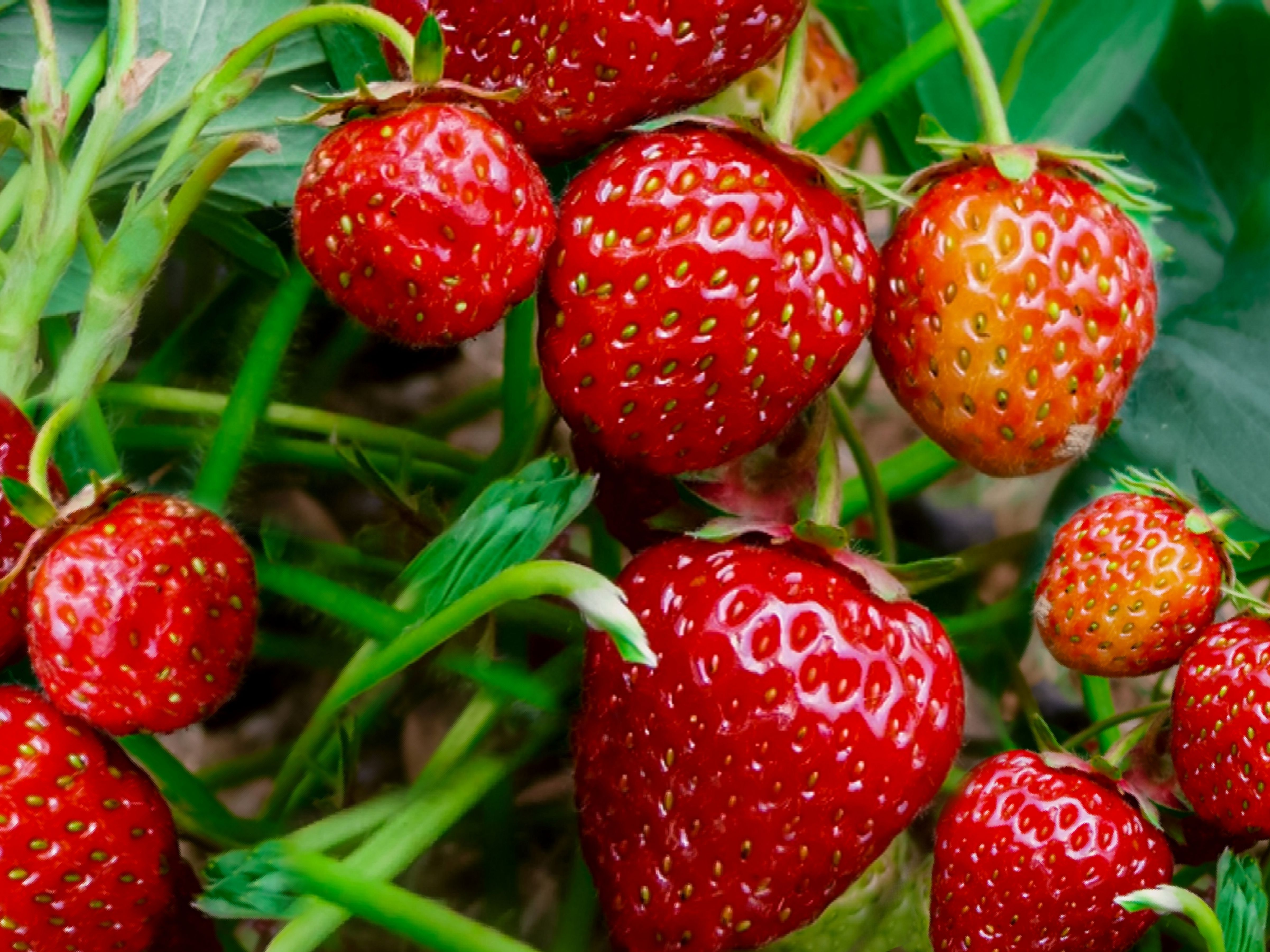 Detail Strawberry Image Nomer 38