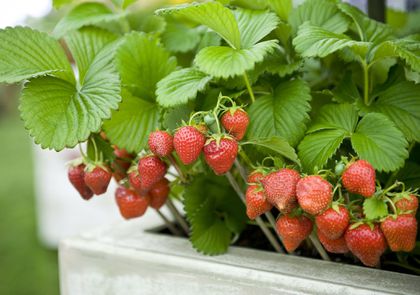 Detail Strawberry Image Nomer 43