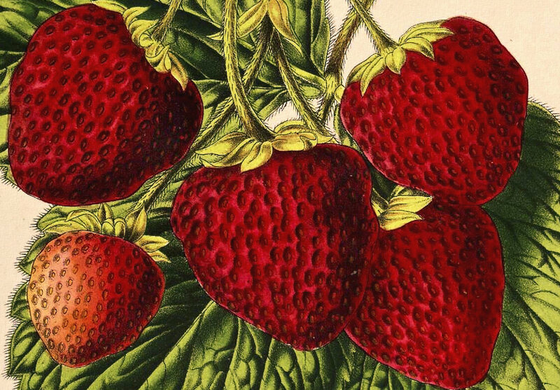 Detail Strawberry Image Nomer 48