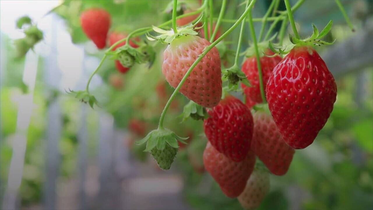 Detail Strawberry Image Nomer 50