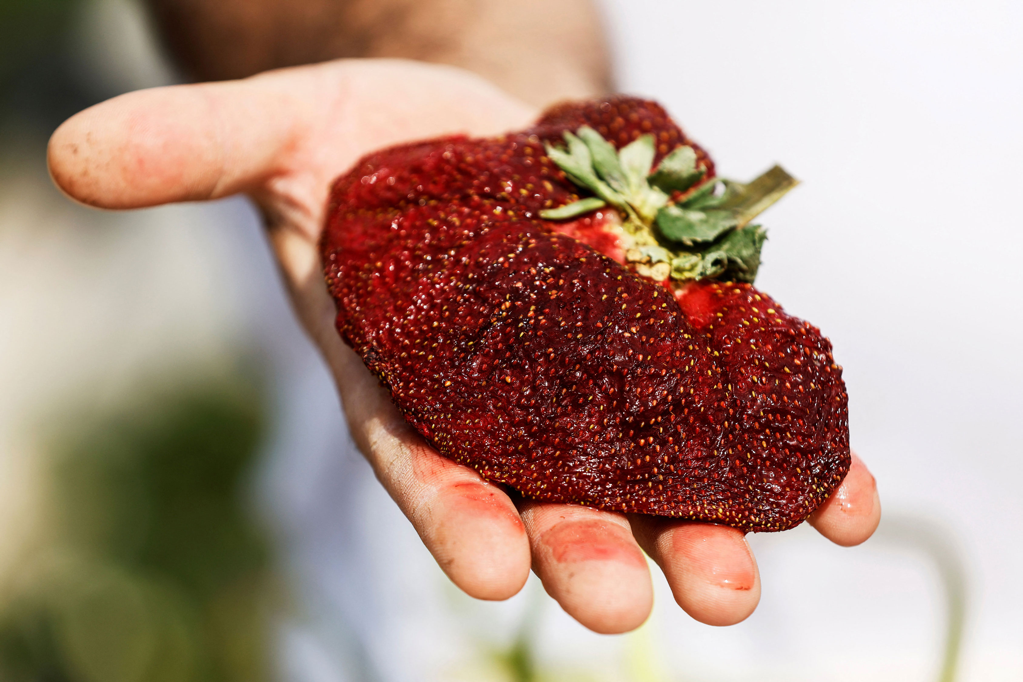 Detail Strawberry Image Nomer 7