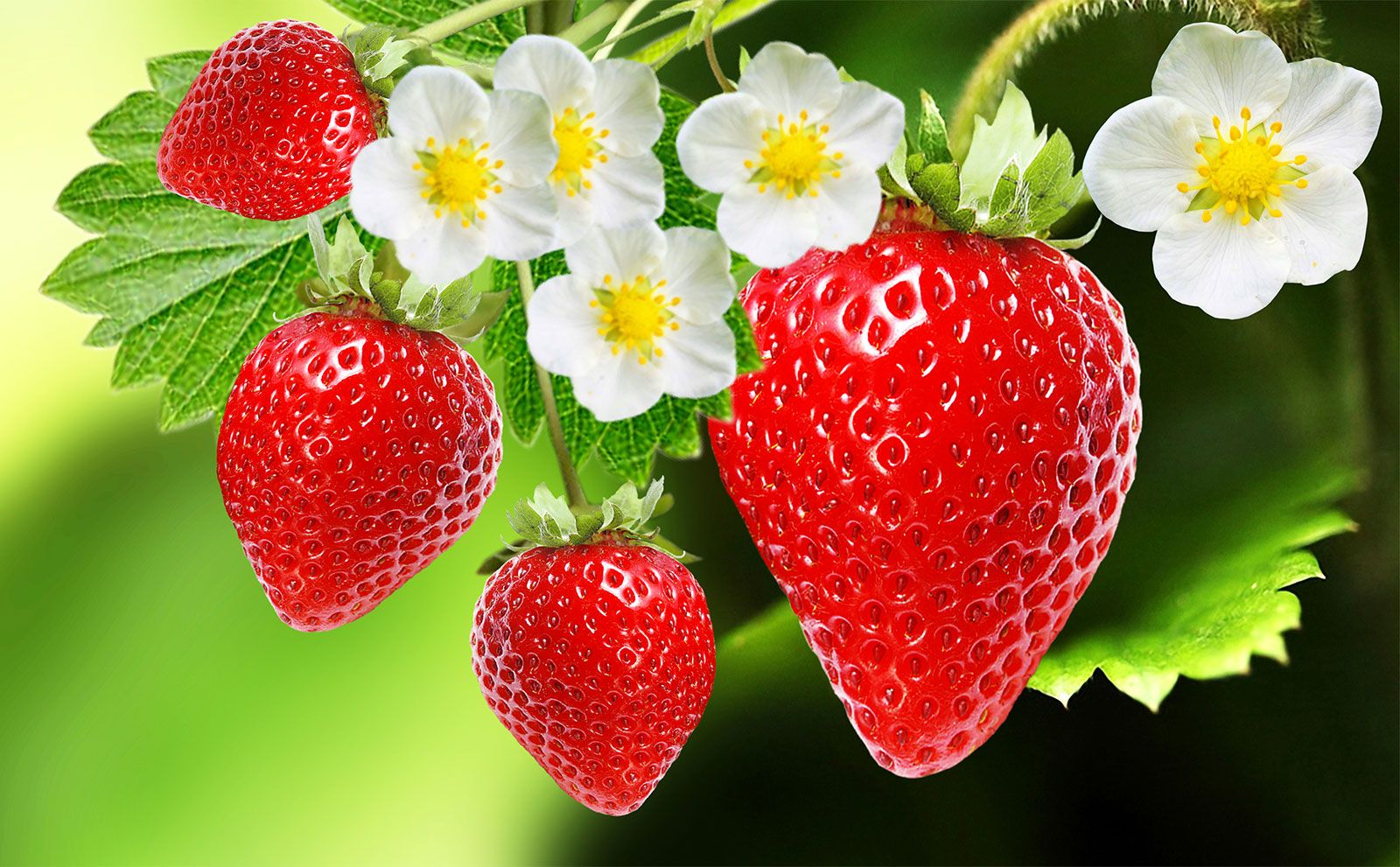 Detail Strawberry Picture Nomer 3