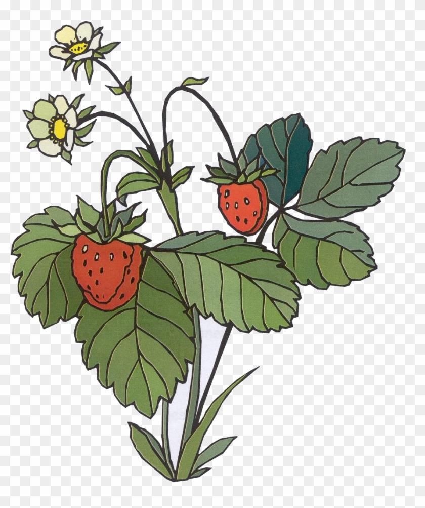 Detail Strawberry Png Cartoon Nomer 52