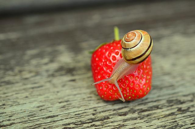 Detail Strawberry Snails Photography Nomer 18