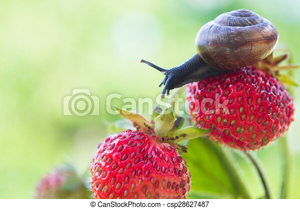 Detail Strawberry Snails Photography Nomer 19