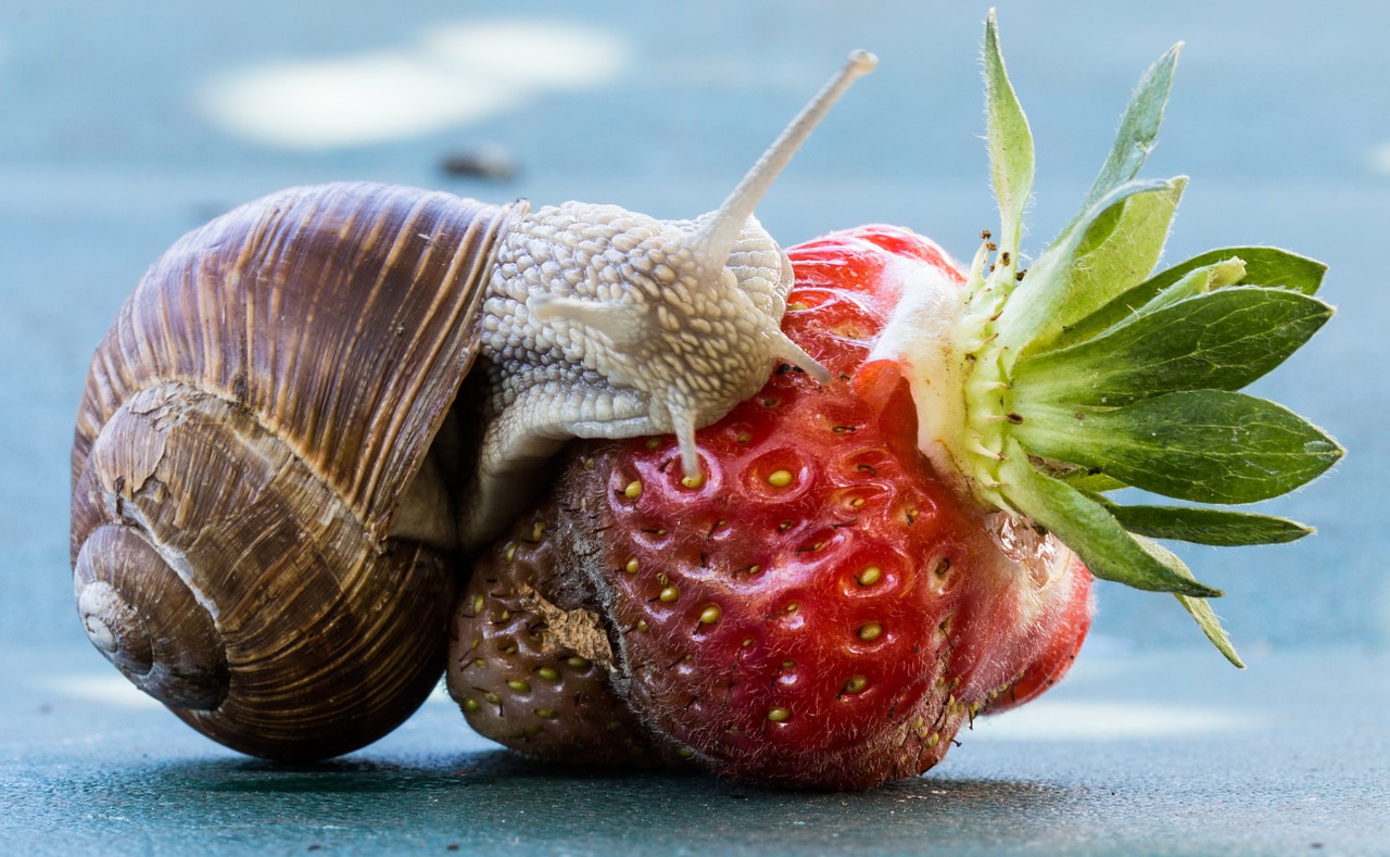 Detail Strawberry Snails Photography Nomer 20