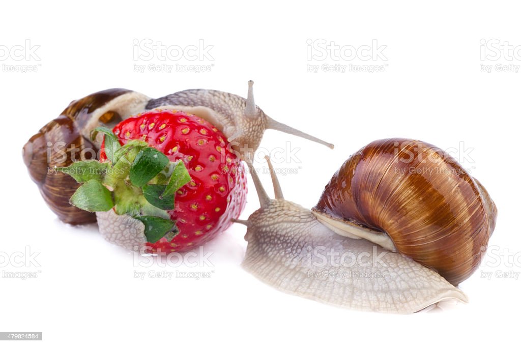 Detail Strawberry Snails Photography Nomer 23