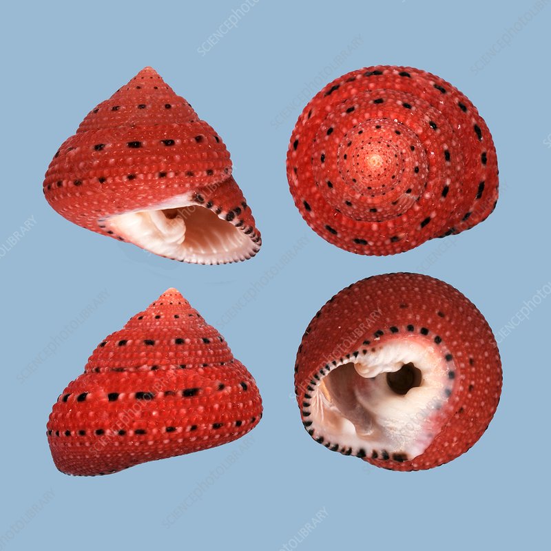 Detail Strawberry Snails Photography Nomer 24