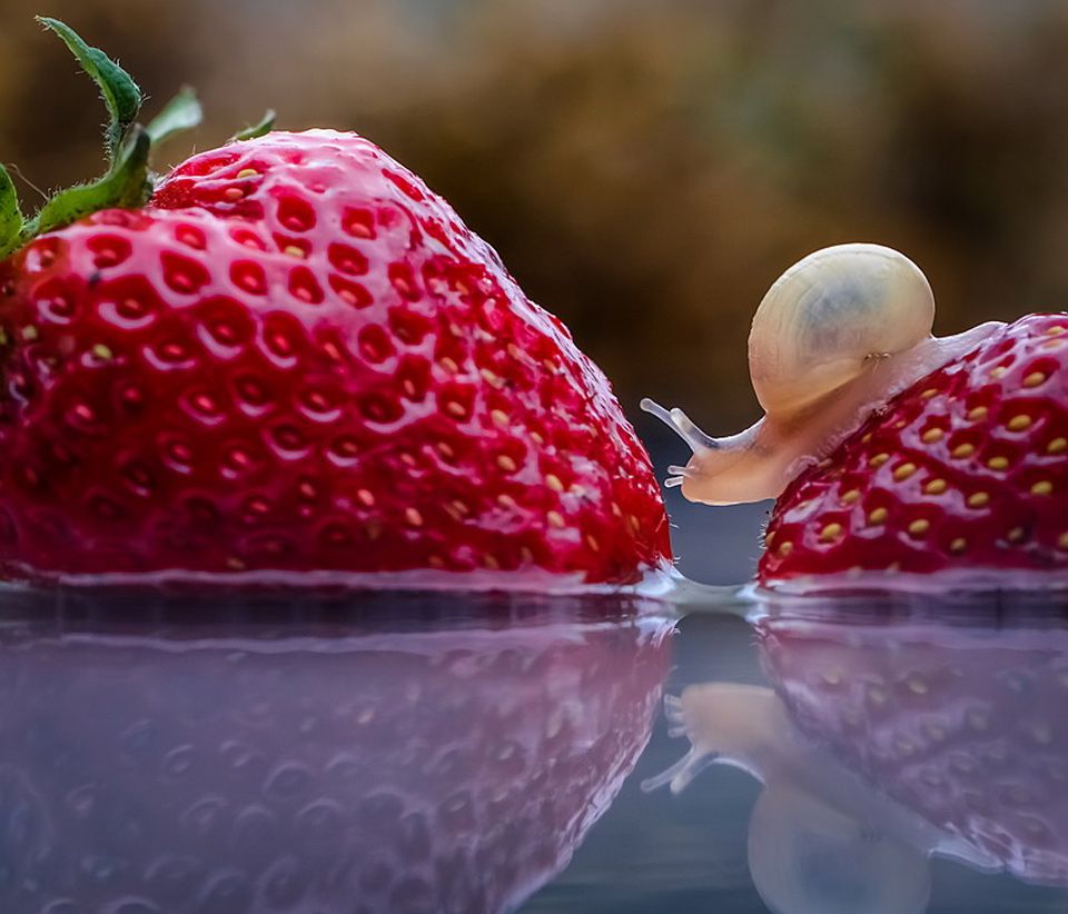 Detail Strawberry Snails Photography Nomer 26