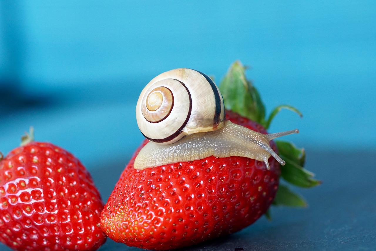 Detail Strawberry Snails Photography Nomer 4