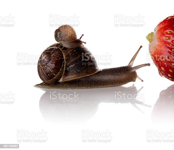 Detail Strawberry Snails Photography Nomer 29