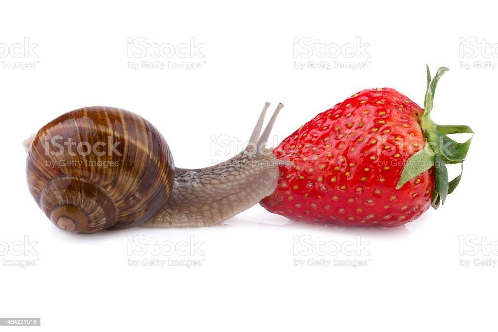 Detail Strawberry Snails Photography Nomer 32